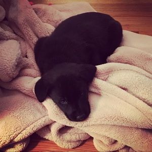 Meet your Posher, Lensey